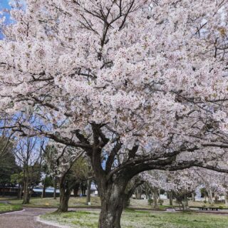 桜が満開に！

今年も茨城県は綺麗に桜が咲きました(⁎˃ᴗ˂)（写真は会社付近の上高場公園です）
雨風が強い日が続いたため、多くの花びらが散って花びらの絨毯のようになっていましたが、それはそれで綺麗な景色が撮影できました。
お昼時は、多くの人で賑わっていました。
桜の季節の運送は景色に癒されますね。

各地でさくらのお祭りがおこなわれていますよ🌸
これからが見頃の場所もたくさんありますね(◦ˉ ˘ ˉ◦) 

●日立市　平和通り（日立市幸町１丁目）
4月4日(土) 4月5日(日)　日立さくらまつりは大人気で、日立市の春の風物詩です。
日立駅から続く平和通りは、日本さくら名所100選になっています。
約110本のソメイヨシノが植えられており、歩道を歩くだけで春の訪れを全身で感じられます。

●水戸市　千波湖畔（水戸市千波町）
3月28日(土)～4月12日(日)　水戸の桜まつり
千波湖は1周3キロの湖で、ソメイヨシノなど約750本の桜並木遊歩道があります。
屋台やイベントも盛りだくさんです。
18:00～22:00桜のライトアップもあります。

●常陸太田市　西山公園（常陸太田市新宿町）
4月1日(水)～4月12日(日) 
約4.8ヘクタールの広大な敷地を誇る公園です。
花見の名所としても市内外に広く知られており、園内にはソメイヨシノを中心に約1500本もの桜が植えられています。
18:00～20:00はライトアップもあります。

●東海村　阿漕ヶ浦公園（茨城県那珂郡東海村村松）
3月28日(土)～4月12日(日)　東海さくらまつり
会場の阿漕ヶ浦公園には、約200本のソメイヨシノが咲き誇ります。
日没から午後9時までの夜桜ライトアップにより、やわらかな光に照らされた桜並木が、幻想的な春の景色を演出します。

●土浦市　亀城公園（茨城県土浦市中央１丁目１３−４８）
3月20日(金・祝)～4月12日(日)　土浦桜まつり
土浦城の本丸と二の丸の一部を整備した公園で、室町時代の永享年間（1429～40）築城されています。
敷地内には約50本のソメイヨシノがあり、城をバックに眺める景観は格別の美しさを誇ります。続日本100名城に設定されています。
屋台やイベントも盛りだくさんです。
18:00～22:00桜のライトアップもあります。

#桜 
#桜スポット 
#さくらまつり 
#茨城県 
#栃木県 
#福島県いわき市 
#ひたちなか市 
#つくば市 
#運送 
#精密機器輸送 
#精密機械輸送 
#研究機器 
#精密機器 
#楽器運搬 
#重量物 
#ピアノ 
#トラック 
#クレーン車 
#阿部ピアノ運送