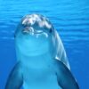 white and gray dolphin on blue water