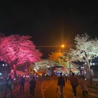 満開の桜【其の②】

今年も茨城県は桜が満開になりました🌸
雨の日が続き、すぐに散ってしまわないか、いつ頃見頃になるのか心配でしたが、ここ2・3日はお天気に恵まれ、本日が一番の見頃になりましたので各方面でﾊﾟｼｬﾘp📷qᴗ•,,´)

茨城県はとても自然が多く、桜の名所もたくさんあります。
季節により、運送の途中で多くの美しい光景に出逢うことができるのは、弊社の魅力の一つです✨

春はやはり桜の景色が美しいですよね。
各地で桜のお祭りも行われていて、とても賑わっていますよ(⁎˃ᴗ˂⁎)

【其の①】弊社の付近にあるひたちなか市の上高場公園は、満開の桜の中でお昼休憩やご家族で写真を撮っていたりと、ほのぼのした空間でした。

【其の②】県北方面の日立市では、「日立さくらまつり」が行われました。昨日はお天気が心配されましたが、無事開催され多くの人で賑わっていました。
毎年恒例のユネスコ無形文化遺産「日立風流物」、桐生八木節、民俗文化財 無形民俗文化財「日立のささら」、夜桜ライトアップと、見どころ万歳となりました。

【其の③】県西方面の桜川市では「国指定　天然記念物の桜」と「絶景の山桜」があります。桜川のさくらは山桜が多く、自生種は遺伝子が一本一本異なっており、花の色・形・見頃も異なります。
美しい景色を撮ることができました。

他にも茨城県の良い景色を投稿していきます(*´꒳`*)

#桜ライトアップ
#桜満開
#ひたちなか市
#桜川市
#日立市
#日立さくらまつり
#天然記念物の桜
#精密機器輸送
#精密機械輸送
#研究機器
#精密機器
#金庫
#複合機
#蓄電池
#つくば市
#茨城県
#栃木県
#福島県いわき市
#運送
#重量物
#トラック
#クレーン車
#阿部ピアノ運送