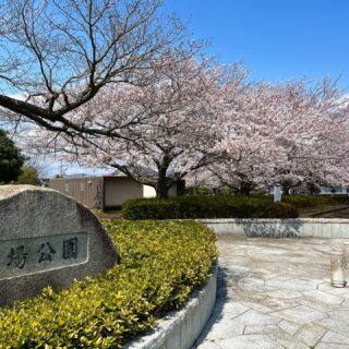 満開の桜【其の①】

今年も茨城県は桜が満開になりました🌸
雨の日が続き、すぐに散ってしまわないか、いつ頃見頃になるのか心配でしたが、ここ2・3日はお天気に恵まれ、本日が一番の見頃になりましたので各方面でﾊﾟｼｬﾘp📷qᴗ•,,´)

茨城県はとても自然が多く、桜の名所もたくさんあります。
季節により、運送の途中で多くの美しい光景に出逢うことができるのは、弊社の魅力の一つです✨

春はやはり桜の景色が美しいですよね。
各地で桜のお祭りも行われていて、とても賑わっていますよ(⁎˃ᴗ˂⁎)

【其の①】弊社の付近にあるひたちなか市の上高場公園は、満開の桜の中でお昼休憩やご家族で写真を撮っていたりと、ほのぼのした空間でした。

【其の②】県北方面の日立市では、「日立さくらまつり」が行われました。昨日はお天気が心配されましたが、無事開催され多くの人で賑わっていました。
毎年恒例のユネスコ無形文化遺産「日立風流物」、桐生八木節、民俗文化財 無形民俗文化財「日立のささら」、夜桜ライトアップと、見どころ万歳となりました。

【其の③】県西方面の桜川市では「国指定　天然記念物の桜」と「絶景の山桜」があります。桜川のさくらは山桜が多く、自生種は遺伝子が一本一本異なっており、花の色・形・見頃も異なります。
美しい景色を撮ることができました。

他にも茨城県の良い景色を投稿していきます(*´꒳`*)

#桜ライトアップ 
#桜満開 
#ひたちなか市 
#桜川市 
#日立市 
#日立さくらまつり 
#天然記念物の桜 
#精密機器輸送 
#精密機械輸送 
#研究機器 
#精密機器 
#金庫 
#複合機 
#蓄電池 
#つくば市 
#茨城県 
#栃木県 
#福島県いわき市 
#運送 
#重量物 
#トラック 
#クレーン車 
#阿部ピアノ運送