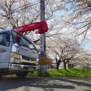 満開の桜【其の③】

今年も茨城県は桜が満開になりました🌸
雨の日が続き、すぐに散ってしまわないか、いつ頃見頃になるのか心配でしたが、ここ2・3日はお天気に恵まれ、本日が一番の見頃になりましたので各方面でﾊﾟｼｬﾘp📷qᴗ•,,´)

茨城県はとても自然が多く、桜の名所もたくさんあります。
季節により、運送の途中で多くの美しい光景に出逢うことができるのは、弊社の魅力の一つです✨

春はやはり桜の景色が美しいですよね。
各地で桜のお祭りも行われていて、とても賑わっていますよ(⁎˃ᴗ˂⁎)

【其の①】弊社の付近にあるひたちなか市の上高場公園は、満開の桜の中でお昼休憩やご家族で写真を撮っていたりと、ほのぼのした空間でした。

【其の②】県北方面の日立市では、「日立さくらまつり」が行われました。昨日はお天気が心配されましたが、無事開催され多くの人で賑わっていました。
毎年恒例のユネスコ無形文化遺産「日立風流物」、桐生八木節、民俗文化財 無形民俗文化財「日立のささら」、夜桜ライトアップと、見どころ万歳となりました。

【其の③】県西方面の桜川市では「国指定　天然記念物の桜」と「絶景の山桜」があります。桜川のさくらは山桜が多く、自生種は遺伝子が一本一本異なっており、花の色・形・見頃も異なります。
美しい景色を撮ることができました。

他にも茨城県の良い景色を投稿していきます(*´꒳`*)

#桜ライトアップ 
#桜満開 
#ひたちなか市
#桜川市
#日立市
#日立さくらまつり
#天然記念物の桜
#精密機器輸送
#精密機械輸送
#研究機器
#精密機器
#金庫
#複合機
#蓄電池
#つくば市
#茨城県
#栃木県
#福島県いわき市
#運送
#重量物
#トラック
#クレーン車
#阿部ピアノ運送